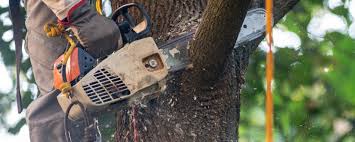 How Our Tree Care Process Works  in  Twin Lakes, WI