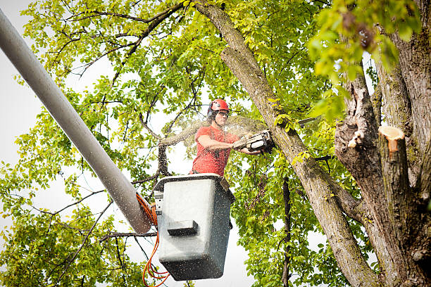 Professional  Tree Services in Twin Lakes, WI